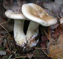This is related to Clitocybe clavipes but has a thicker stalk and less pronounced bulb. 